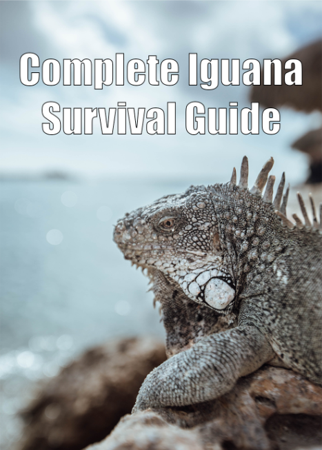 Complete Iguana Survival Guide