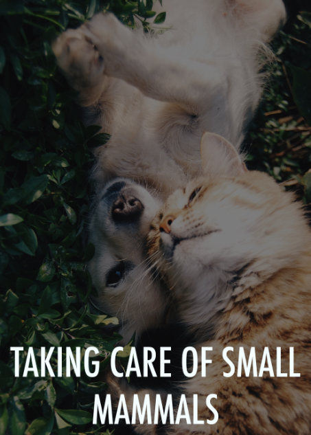 Taking Care Of Small Mammals
