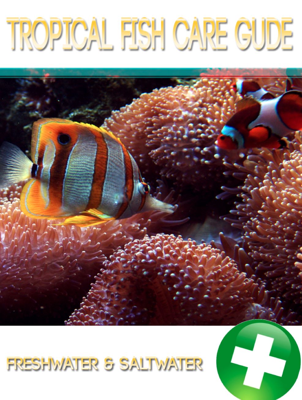 Tropical Fish Care Guide